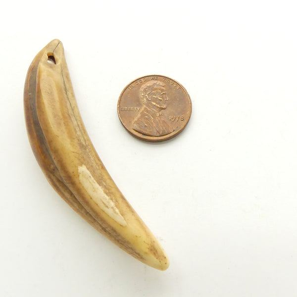 Bone, Tooth of a Large African Animal, 3 inches long