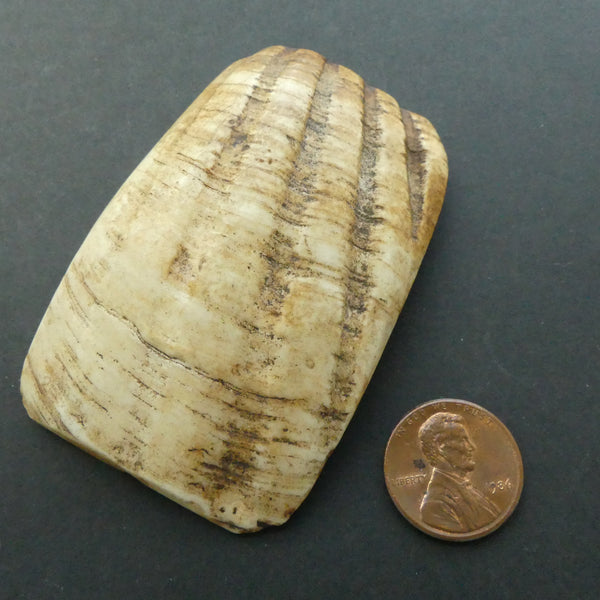 Shell, Vintage "Hippo Teeth" Bead, 70x45mm