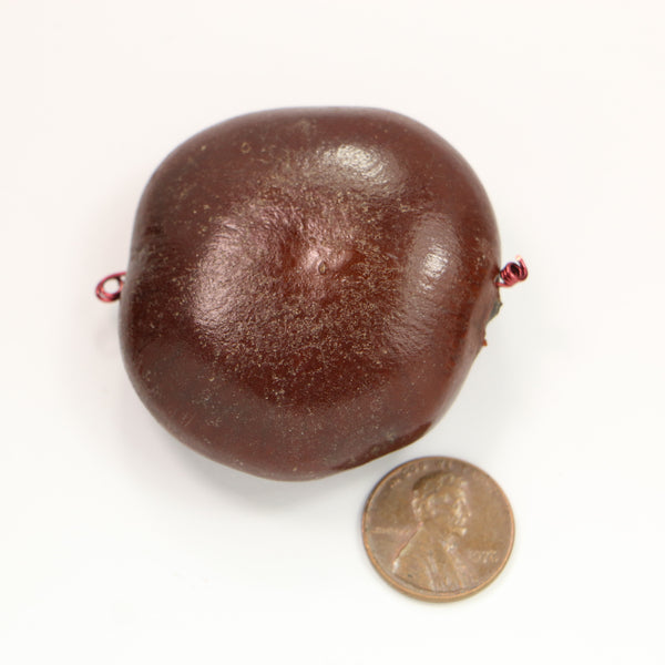 Seed, "Sea Bean" Large Tropical Tree Seed Travels by Sea 50mm Diameter