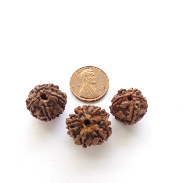 Rudraksha Seeds, 15 to 18mm Diameter, Sold by the Set of 3