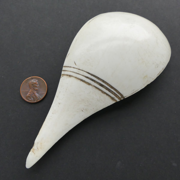 Naga, Chank Shell Section, Decorated Lines & 2 Holes for Stringing, 2.5x5 inches