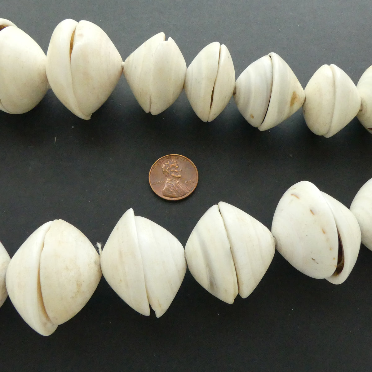 Conus Shell, Giant Conus Shell Pairs 18-55mm Diameter on 40-inch Stran ...