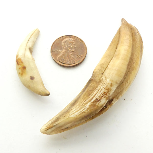 Bone, Real Teeth, From African Animals, Large One 70mm Long