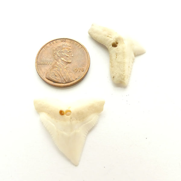 Bone, Shark's Teeth Longest Dimension 24mm, Sold by the set of 2