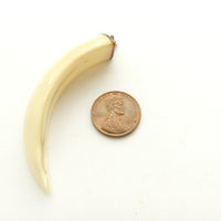Bone, Tooth Replica about 3 inches Long