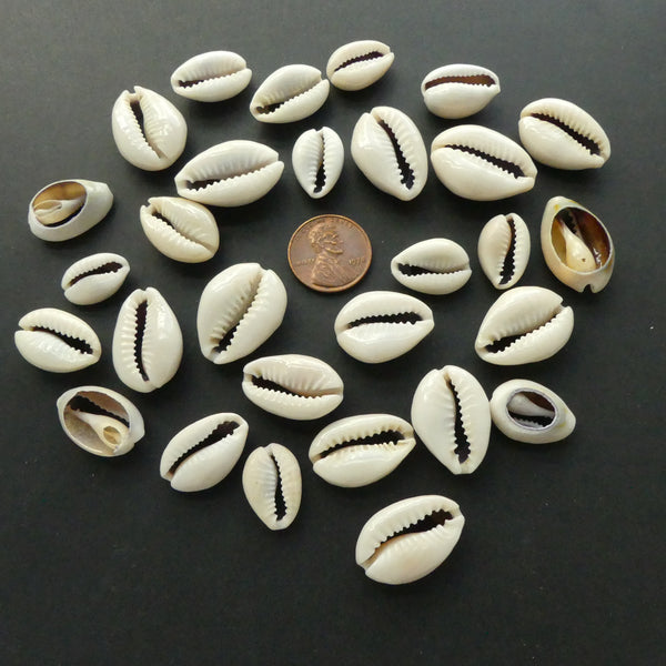 Cowrie Shells, Smaller Cut Shells about 12-17mm, Sold by the Lot of 30