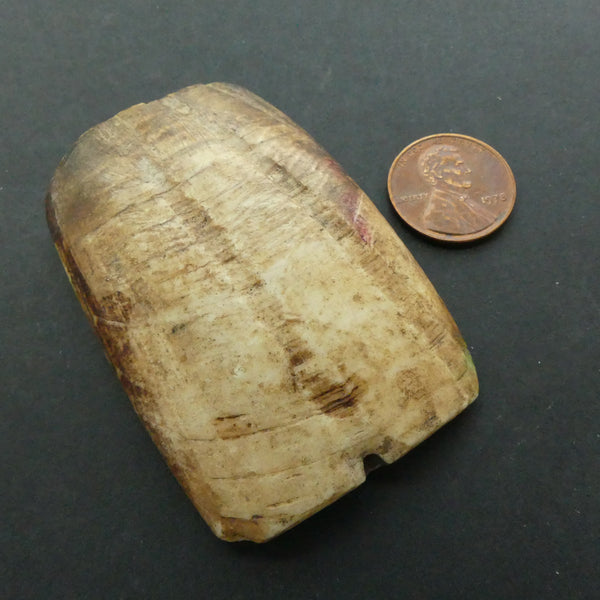 Shell, "Hippo Teeth" Bead, Vintage, 60x40mm