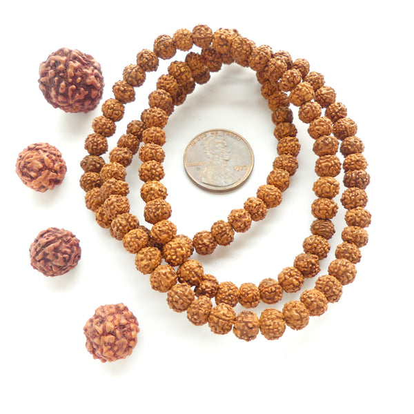 Rudraksha, Set of 4 Loose Beads, Largest 17mm Diameter and 5x6mm Beads on 22-inch Strand