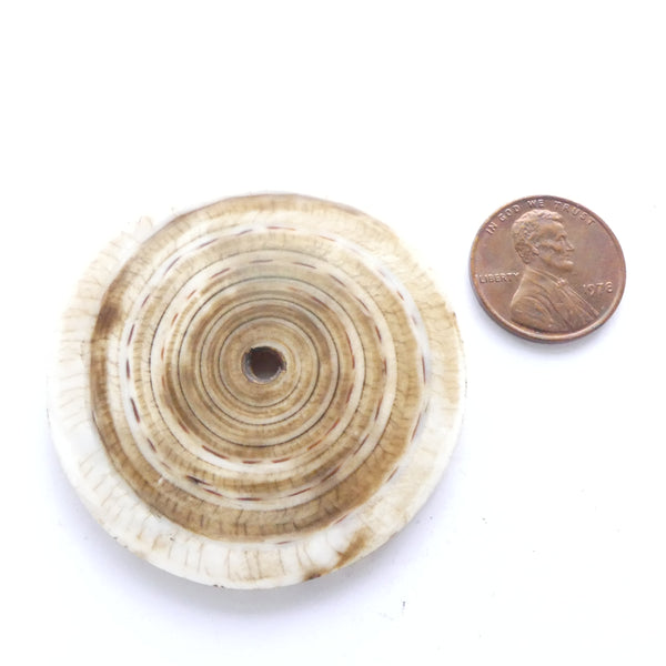 Shell, Chank Shell Disc Vintage, Polished, 48mm Diameter