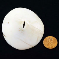 Naga Shell Disc, Antique, Medium 2 1/4 x 2 1/2 inches