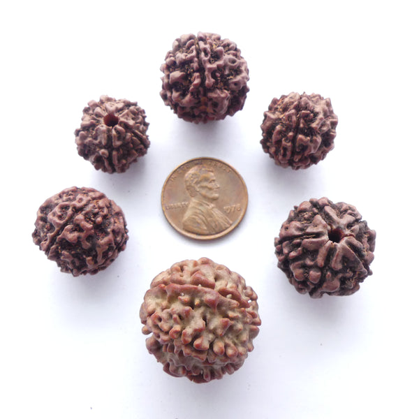Rudraksha Seeds, Dark Brown 15-18mm diameter, Set of 6 Assorted